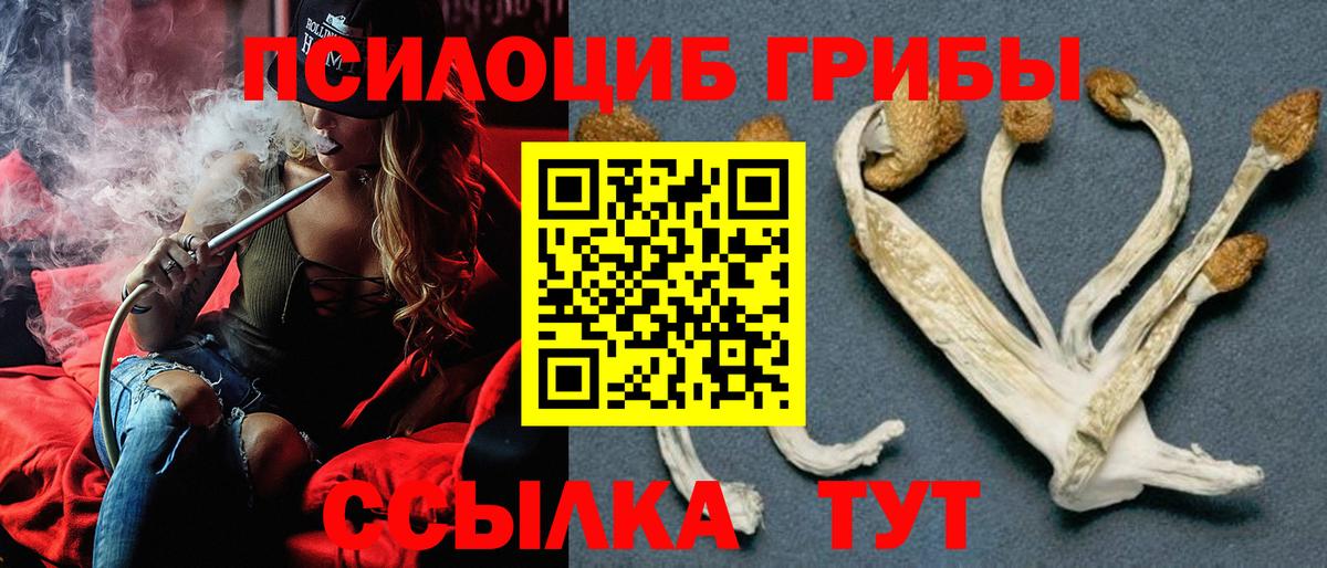 Лыткарино  Псилоцибиновые грибы Psilocybine cubensis  Вход с VPN 